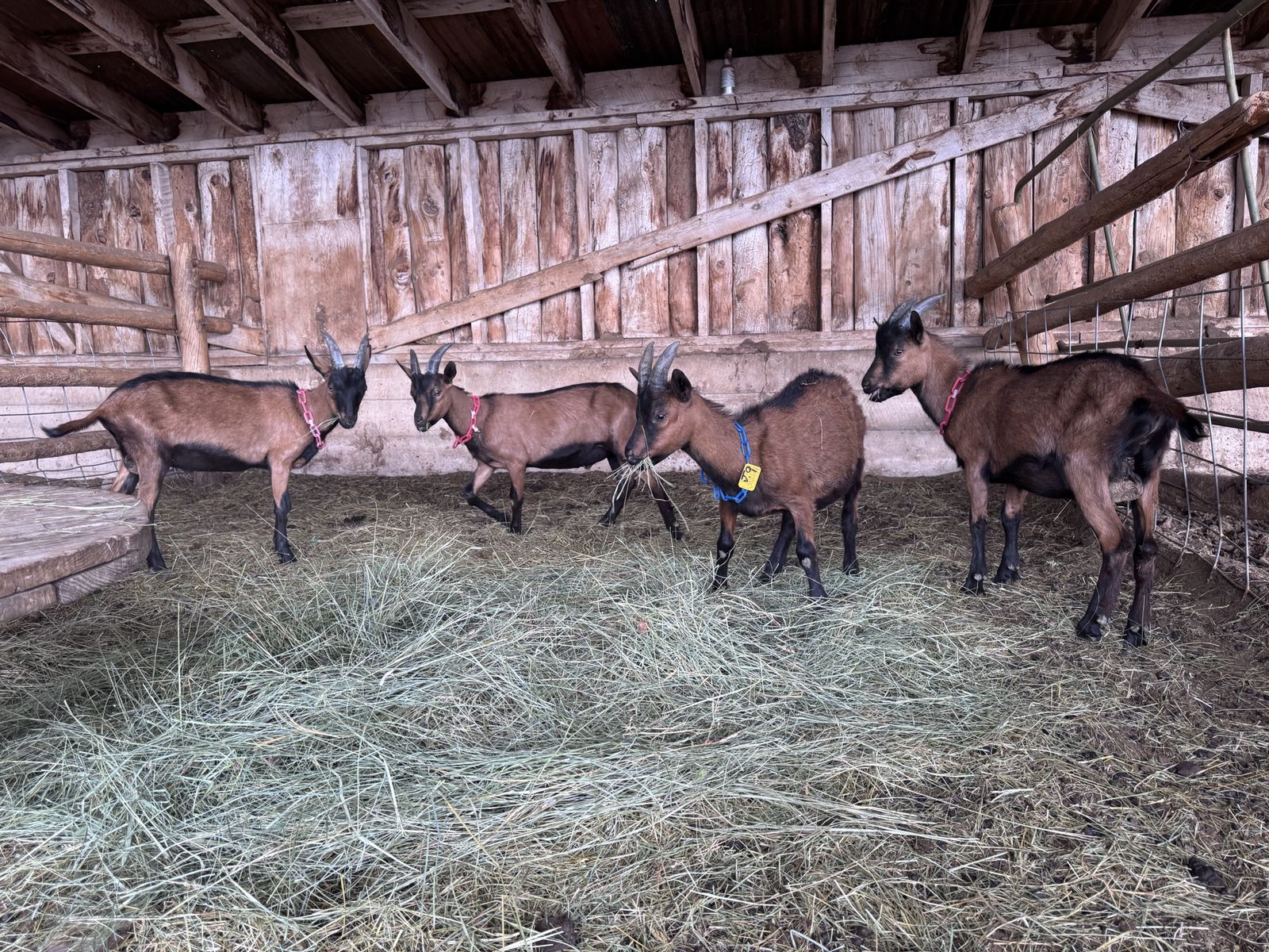 Oberhasli Pack Goat Prospects