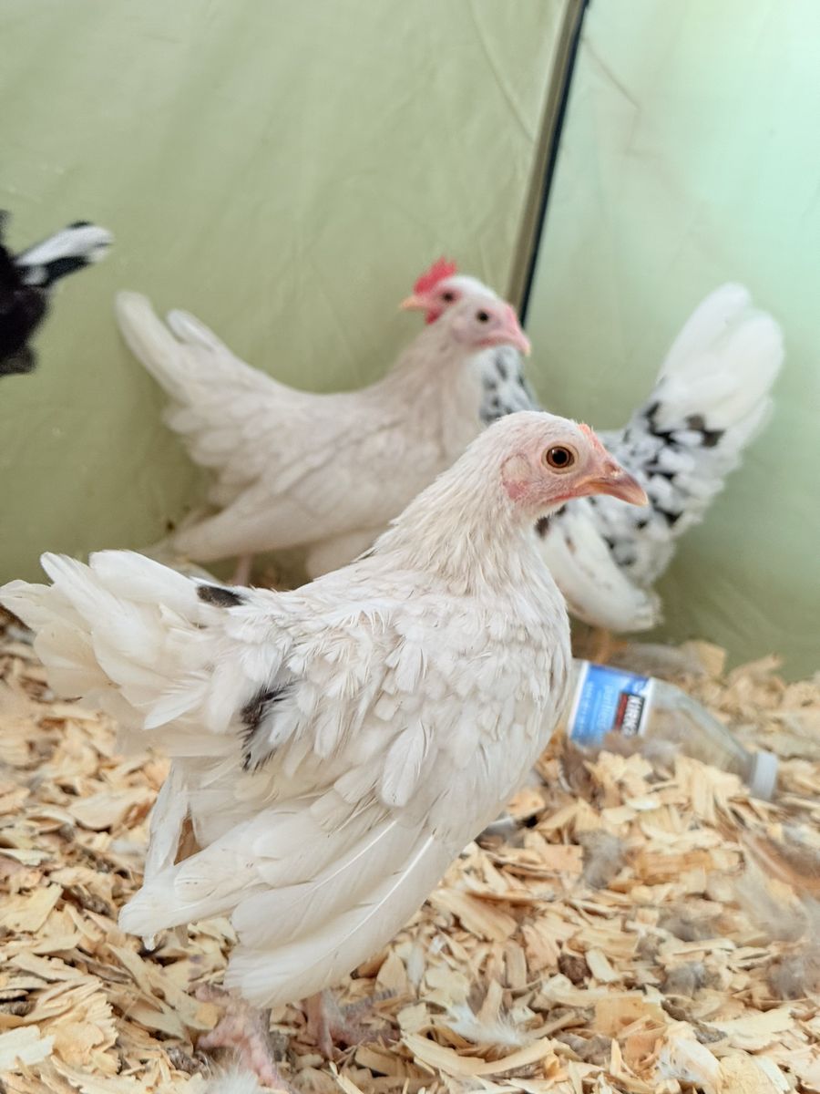 Azteca pullets