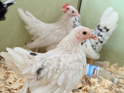 Azteca pullets