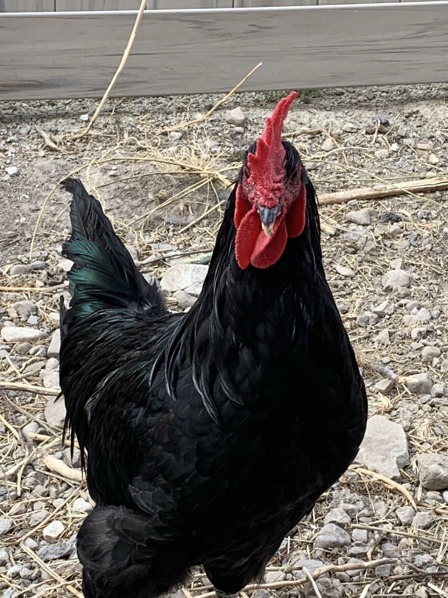 Two Young Roosters for sale- Black Copper Moran and Lavender Orpington. Healthy and de-wormed. 