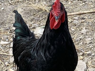 Two Young Roosters for sale- Black Copper Moran and Lavender Orpington. Healthy and de-wormed.