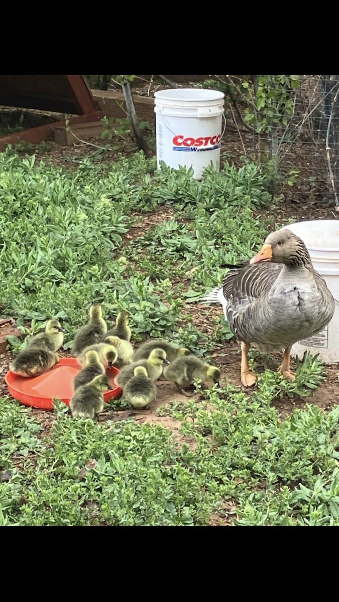 Geese for sale - goslings
