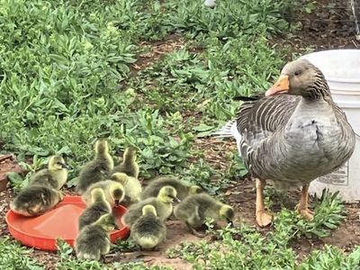 Geese for sale - goslings