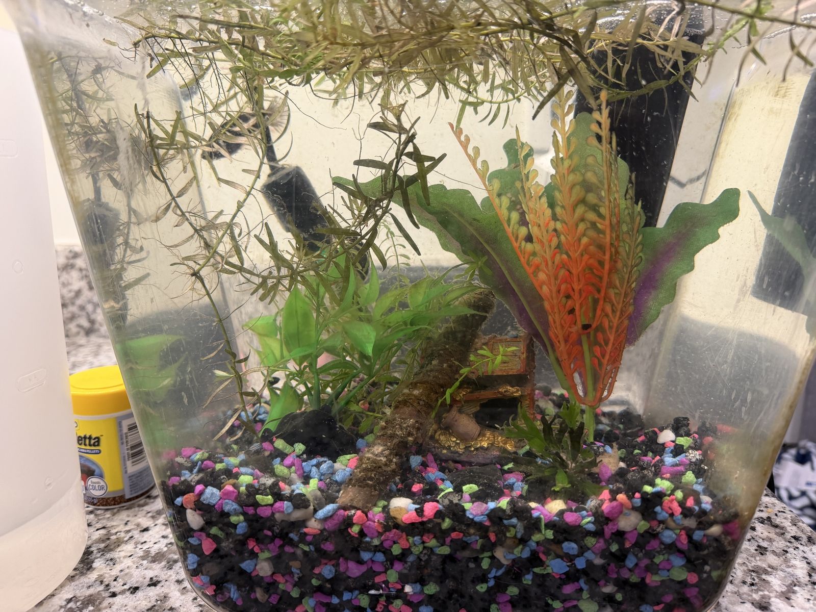 Male Black Orchid Betta and tank