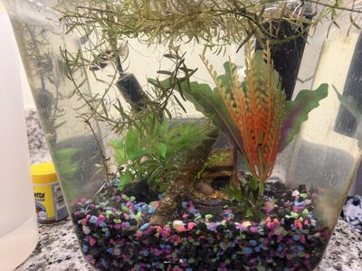 Male Black Orchid Betta and tank