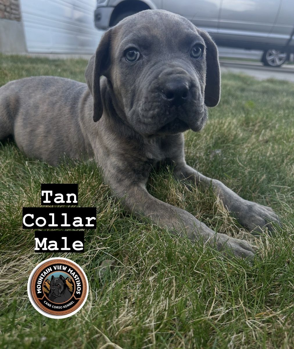 Dual registered (AKC & ICCF) Cane Corso Puppies!