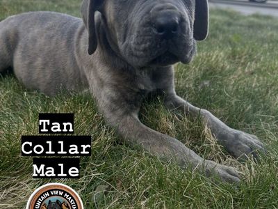 Dual registered (AKC & ICCF) Cane Corso Puppies!