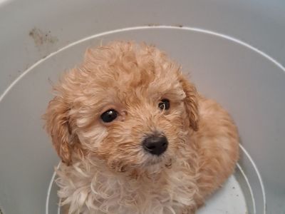 FOUR YORKIEPOO PUPPIES