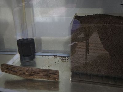 Newly cycled and prepped for Caradina shrimp