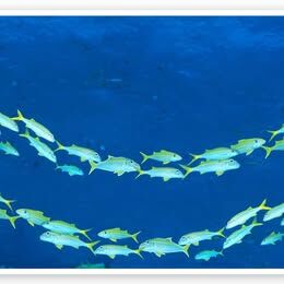 School of Fish - Great Barrier Reef, Australia Unframed Poster Photograph Print
