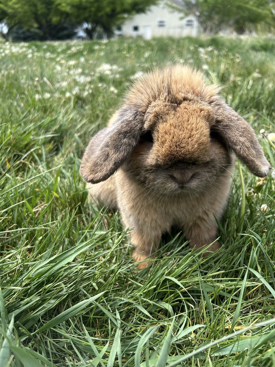 Holland lop buck