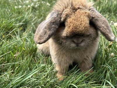 Holland lop buck