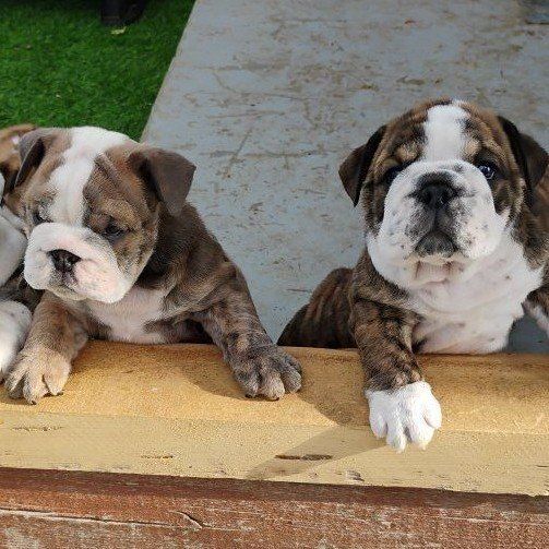 Akc Champion English Bulldog Puppies