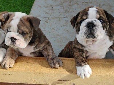 Akc Champion English Bulldog Puppies