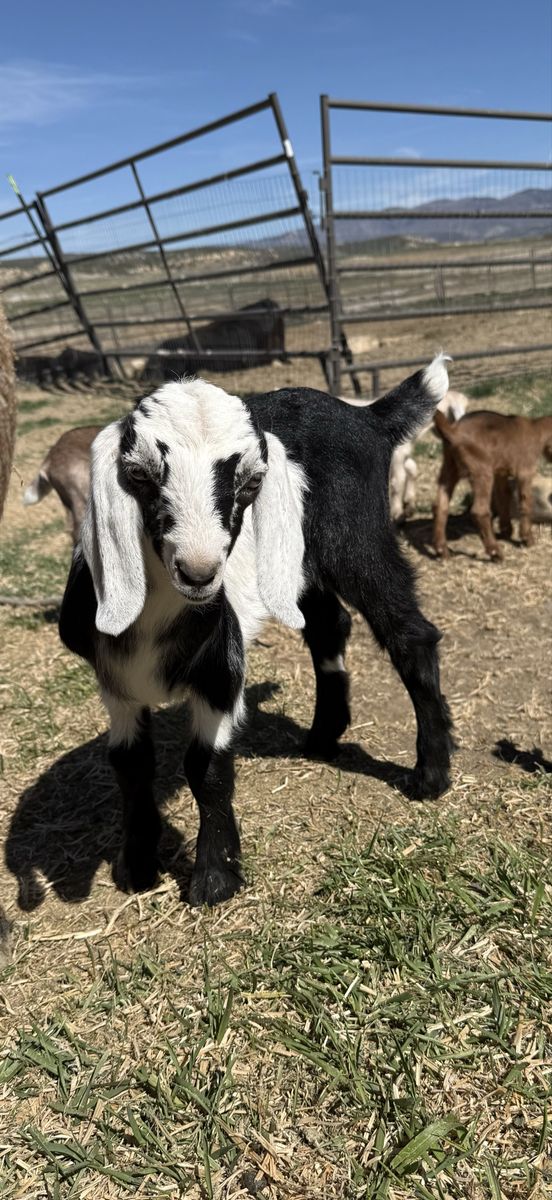 2 Month Old Female Nubian Goat