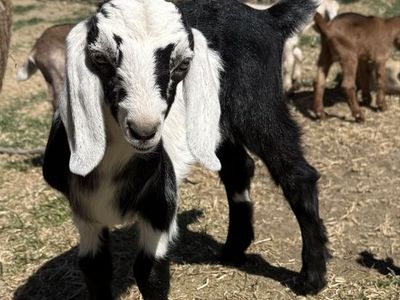 2 Month Old Female Nubian Goat