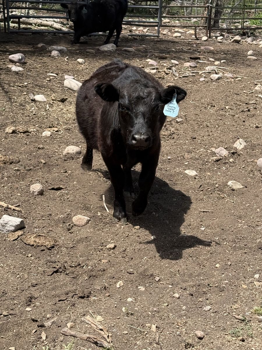 Lowline angus