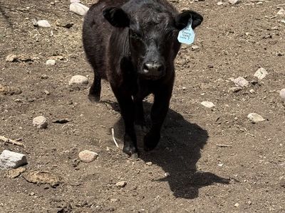 Lowline angus