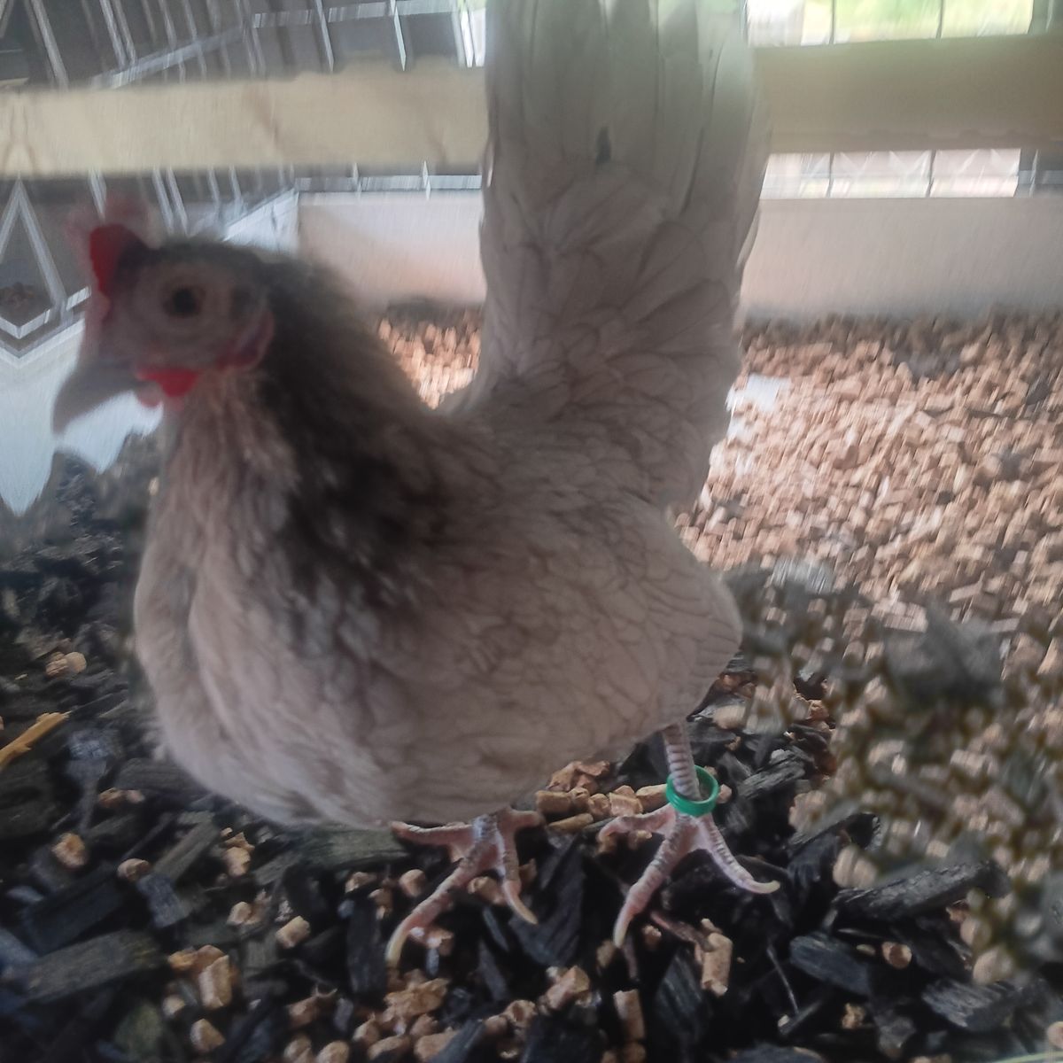 Azteca hens. Got 2 really nice azteca hens 60 each or 100 for the 2