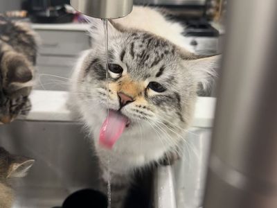 Siberian cats