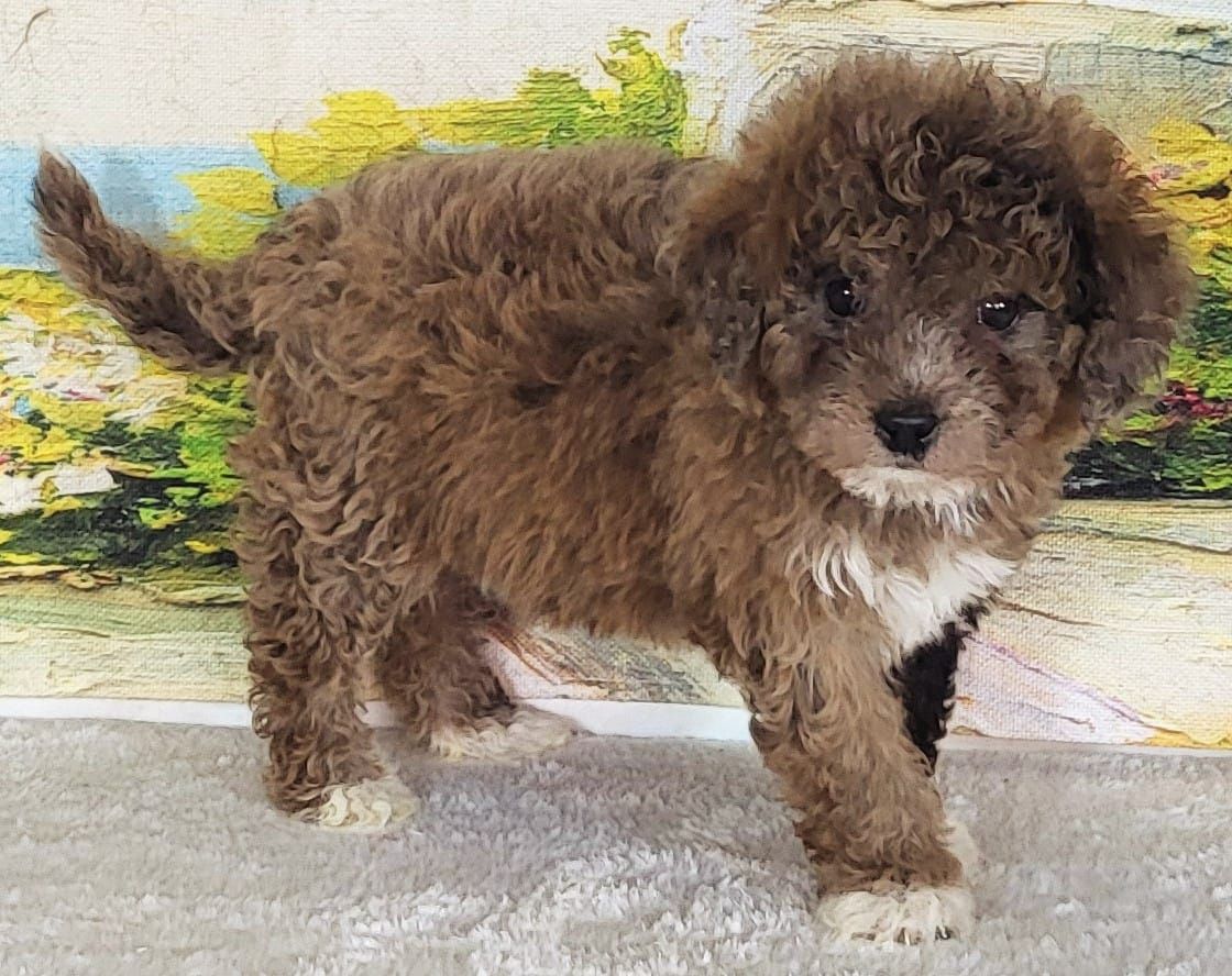 Micro Goldendoodles - Girl Kiwi – $2400