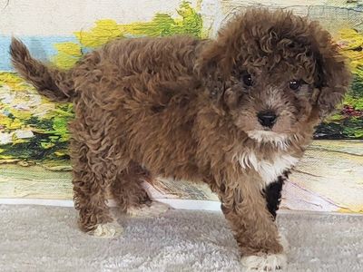 Micro Goldendoodles - Girl Kiwi – $2400
