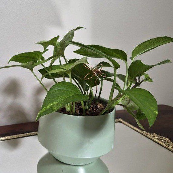 Pothos Houseplant in Sage Green Ceramic Planter Pot - Live Indoor Plant