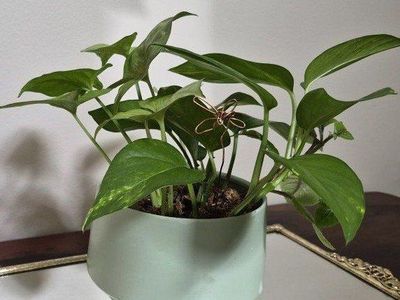 Pothos Houseplant in Sage Green Ceramic Planter Pot - Live Indoor Plant