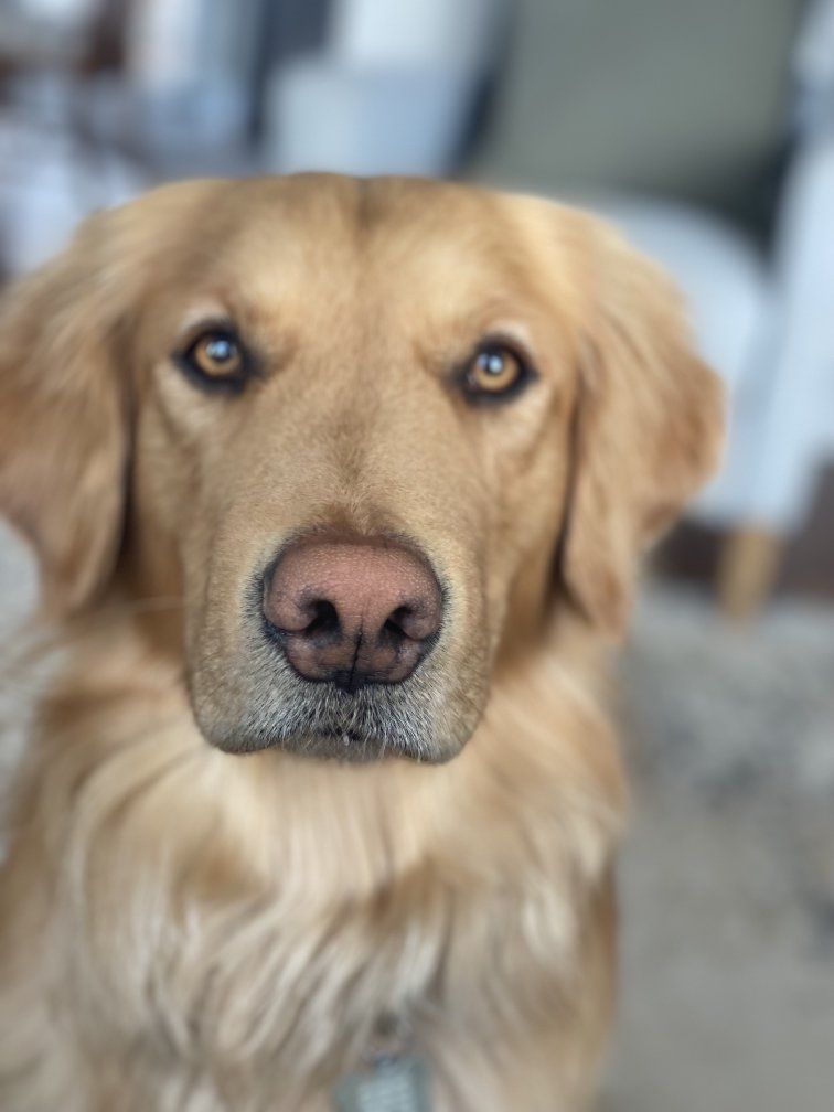 Golden Retriever stud - AKC & OFA