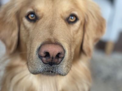 Golden Retriever stud - AKC & OFA