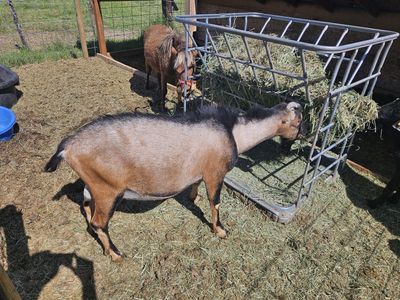Lamancha buck