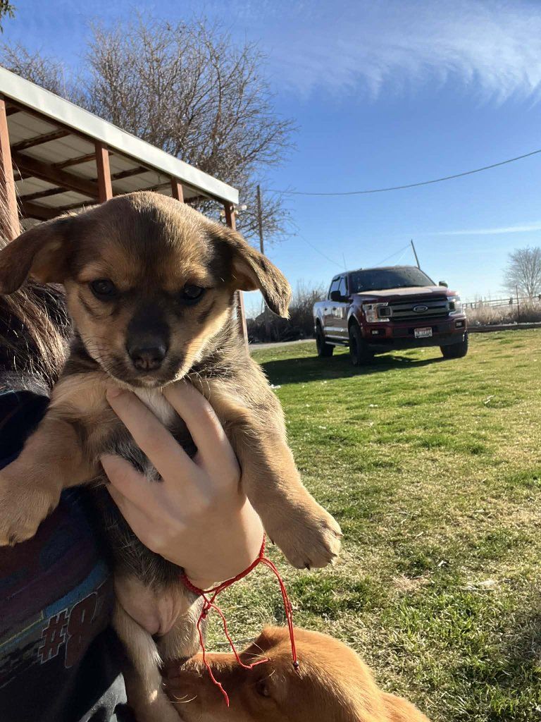 corgi  mix chiweenie puppies