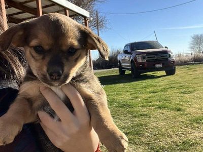 corgi mix chiweenie puppies