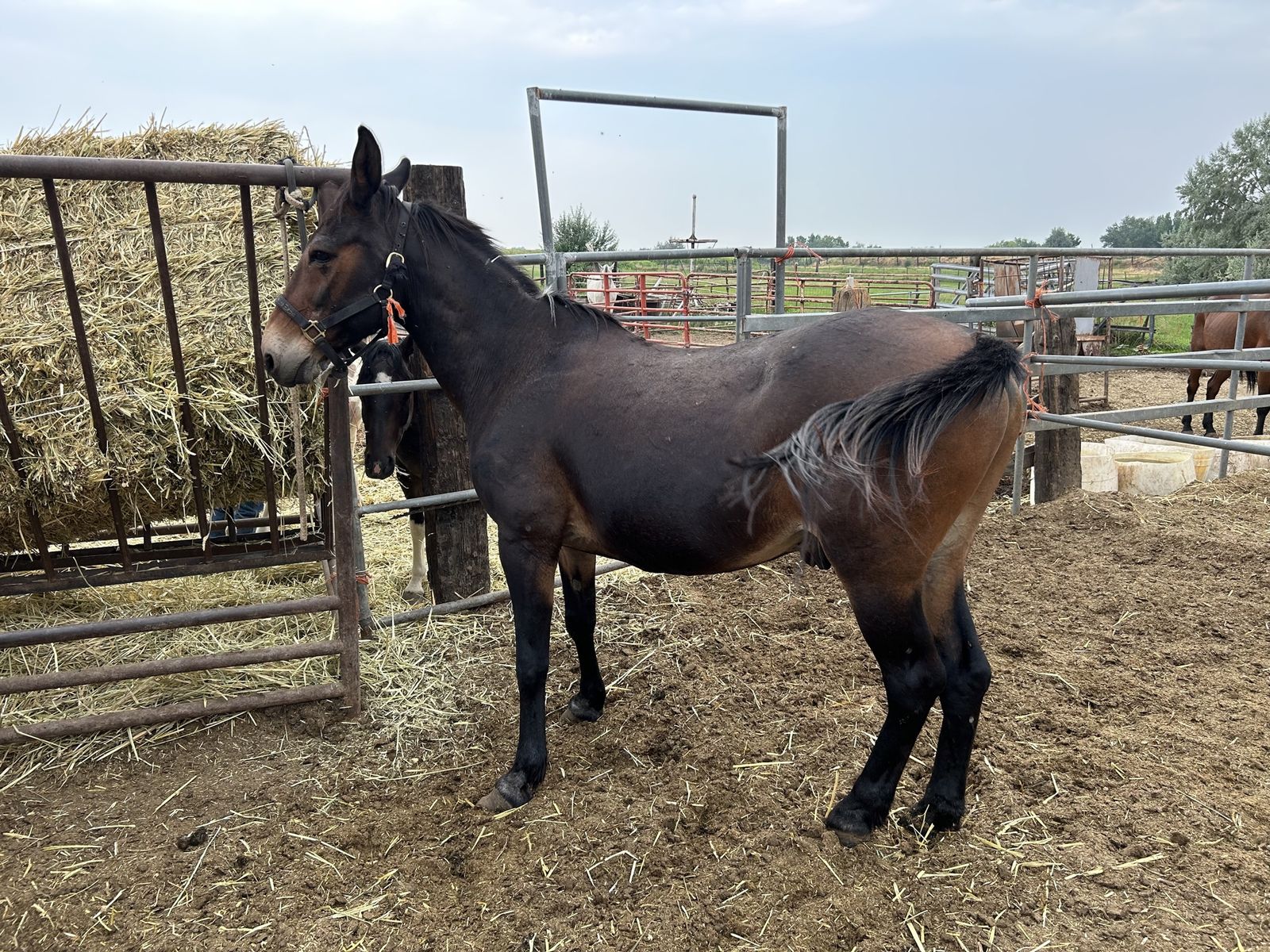 14 yr old mule broke to ride but sale  as pack horse .