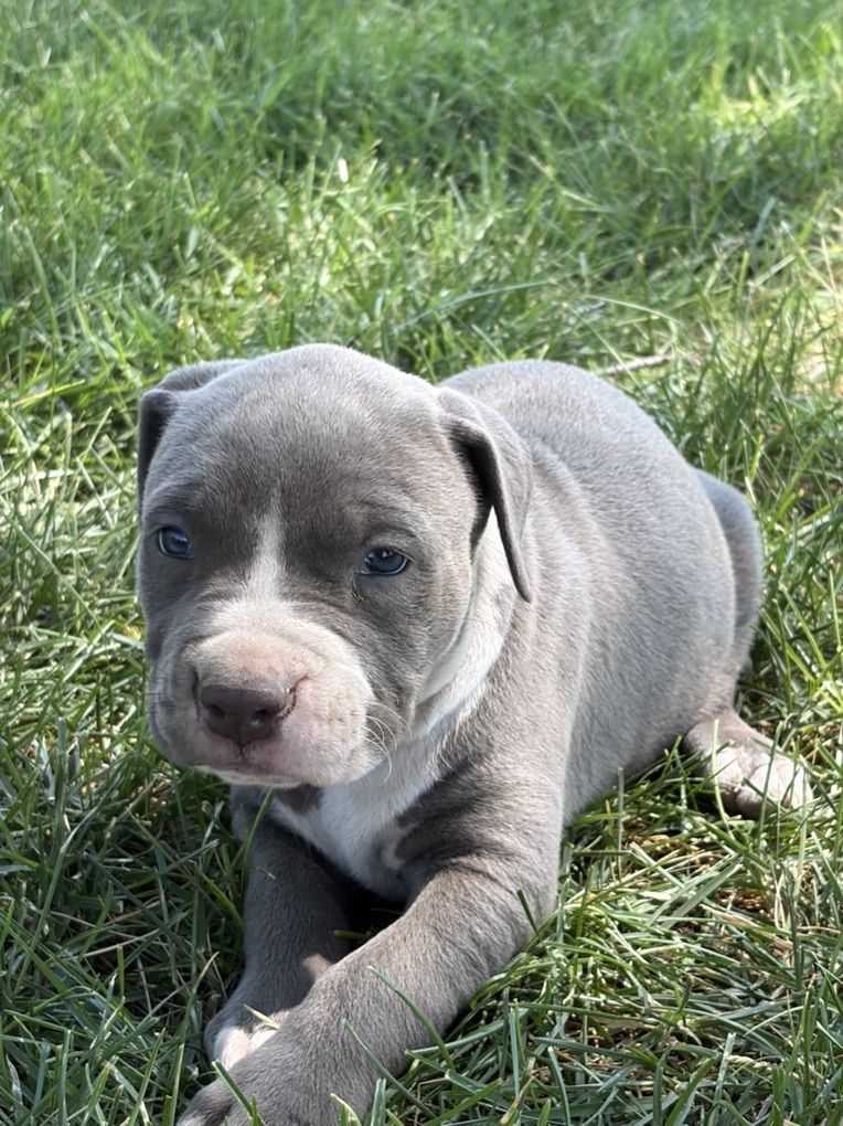 Blue Nose Pitbull Puppies