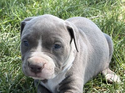 Blue Nose Pitbull Puppies