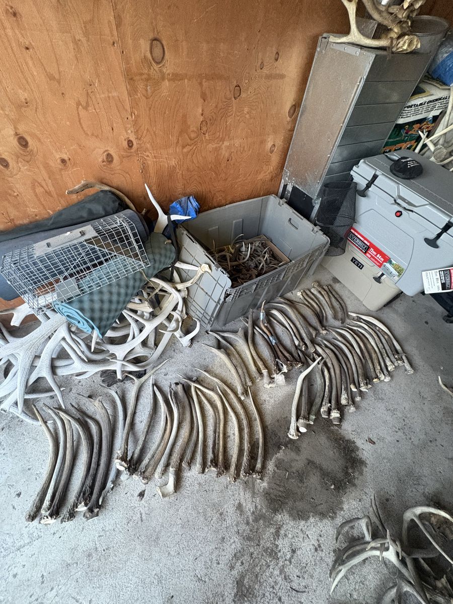 Spike elk sheds