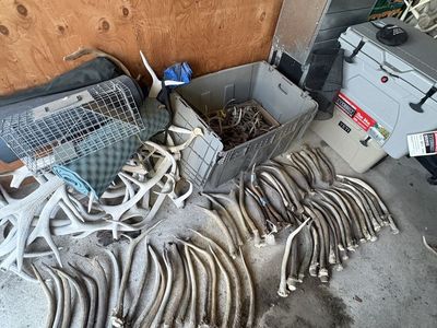 Spike elk sheds