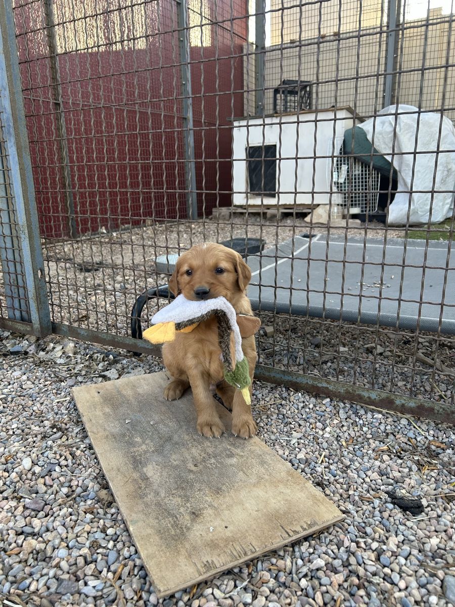 AKC Dark Red Field-Bred Golden Retriever