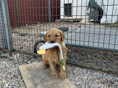 AKC Dark Red Field-Bred Golden Retriever