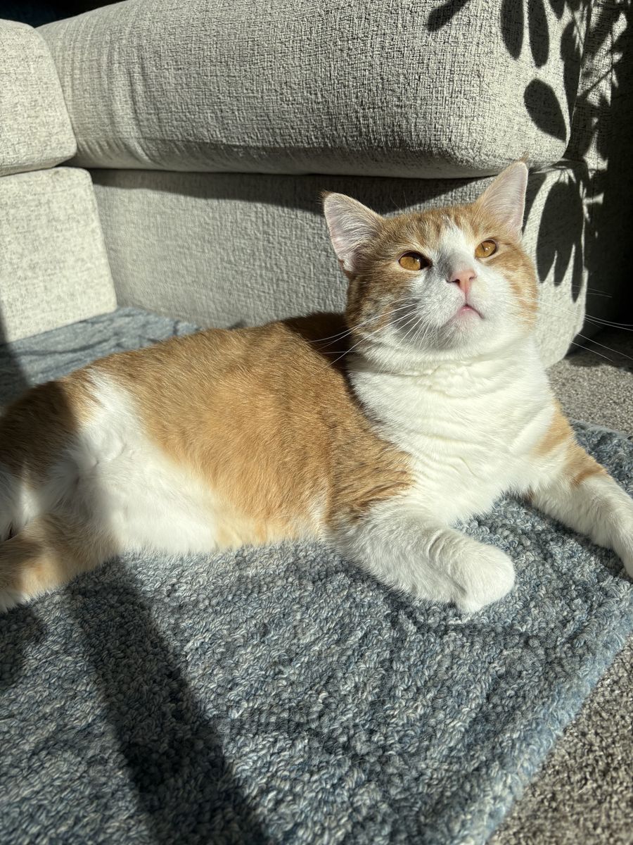 Orange Cat (rehome)