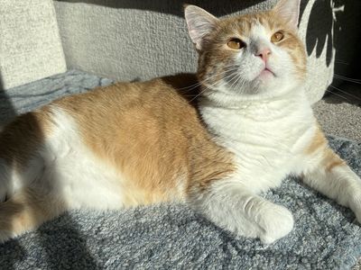 Orange Cat (rehome)