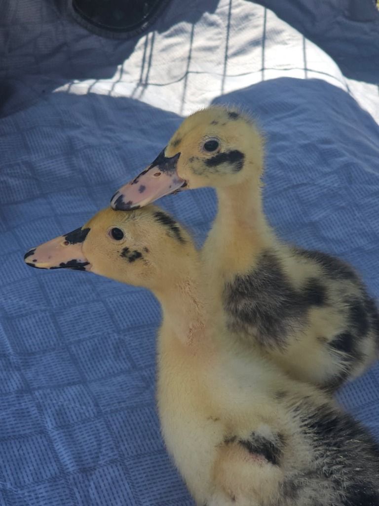 Meep and Cheep the Duckling Pair