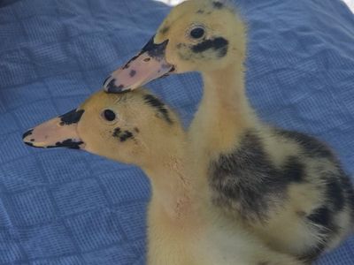 Meep and Cheep the Duckling Pair
