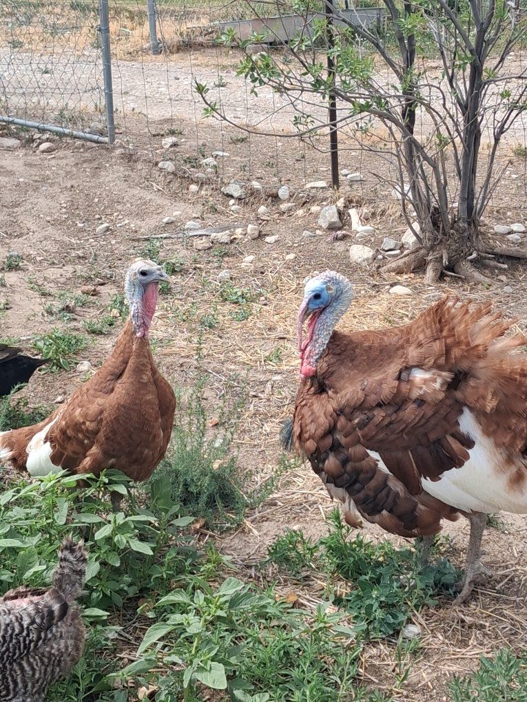 Bourbon Red Turkeys breeding trio