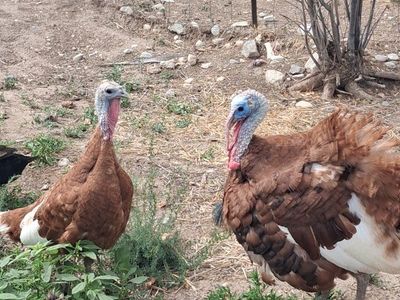 Bourbon Red Turkeys breeding trio