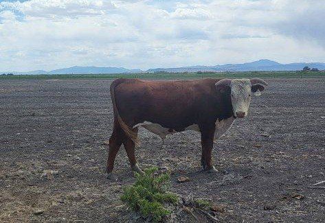 Hereford Bulls