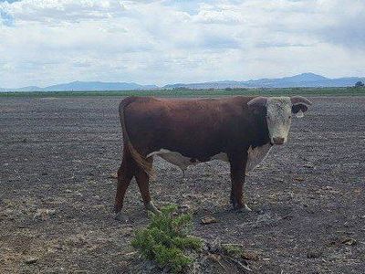 Hereford Bulls