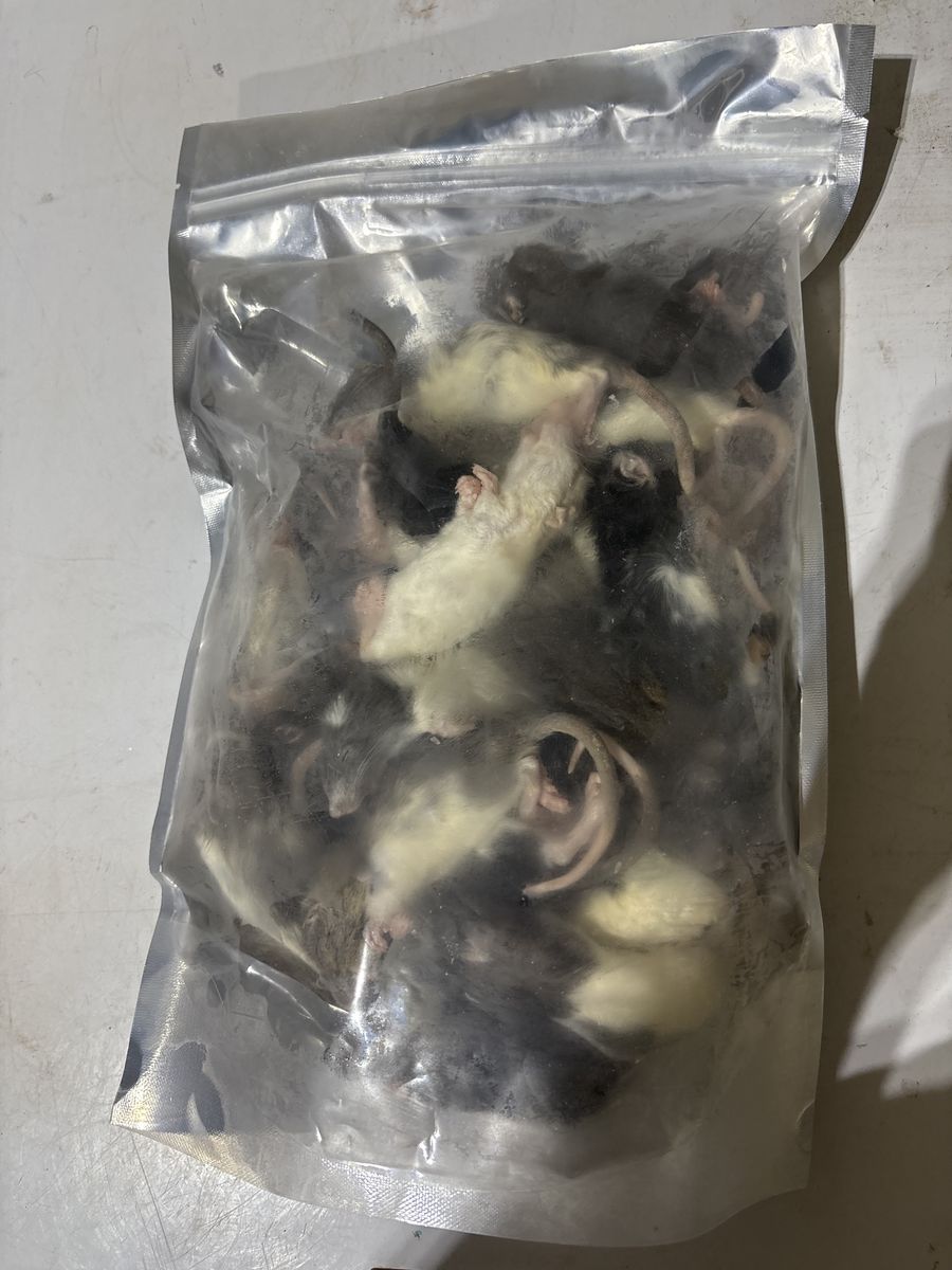 Bulk Frozen Feeder Rat Pups