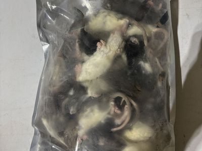 Bulk Frozen Feeder Rat Pups